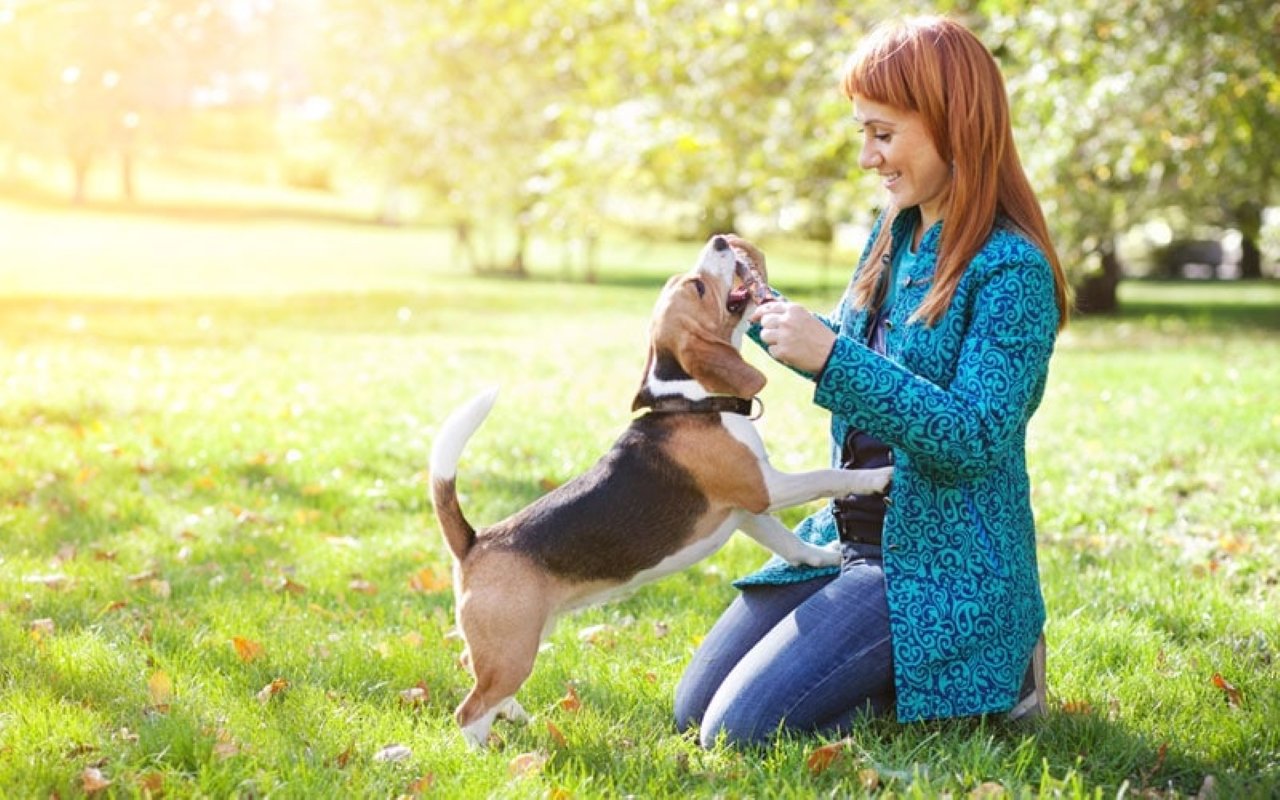 Animals Better Companions than Humans