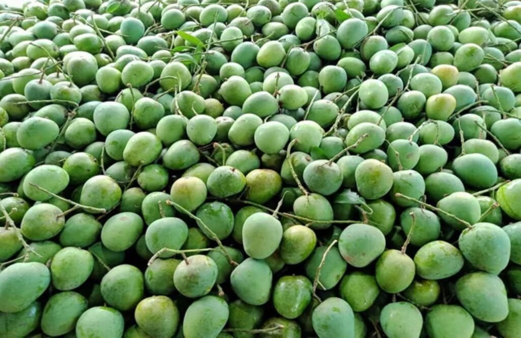 Bangladesh Sends Amrapali Mangoes to Indian Leaders 1 Bangladesh Sends Amrapali Mangoes to Indian Leaders