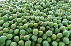Bangladesh Sends Amrapali Mangoes to Indian Leaders