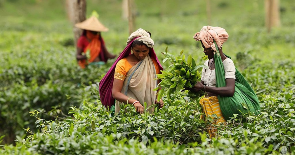 Tea Workers Resume Work Following Prime Minister’s Intervention