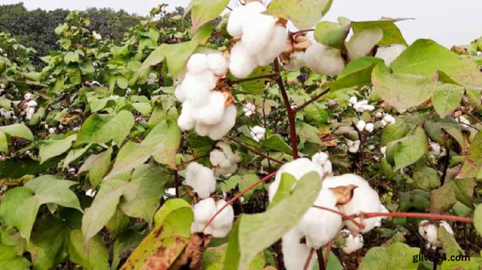 Bangladesh targets to increase cotton production five folds by 2030