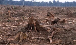 Report: major companies aren't doing enough to stop deforestation 2 Major firms not doing enough to curb deforestation report
