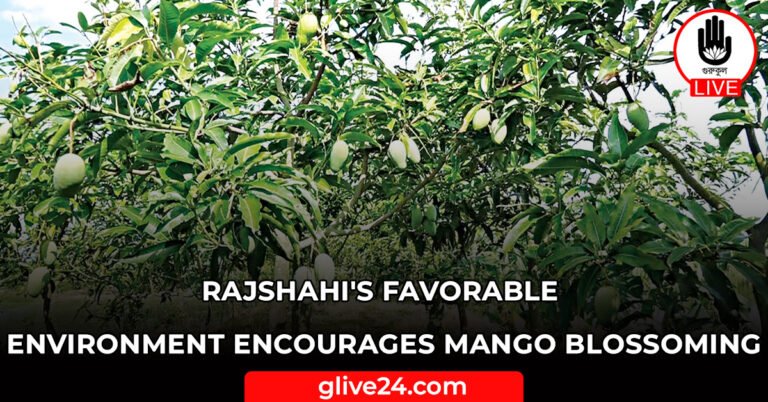 Rajshahi's favorable environment encourages mango blossoming