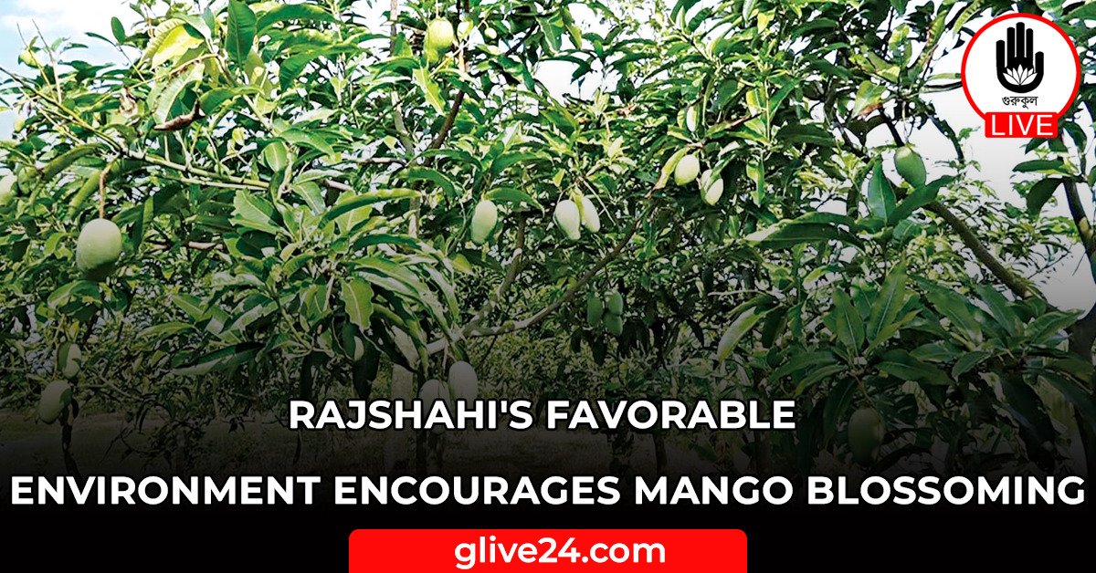 Rajshahi's favorable environment encourages mango blossoming
