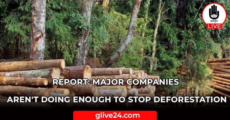 Report: major companies aren't doing enough to stop deforestation