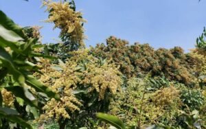 Rajshahi's favorable environment encourages mango blossoming