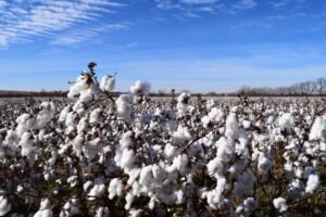 BD relaxes the requirement for fumigating US cotton