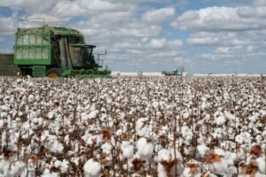 BD relaxes the requirement for fumigating US cotton