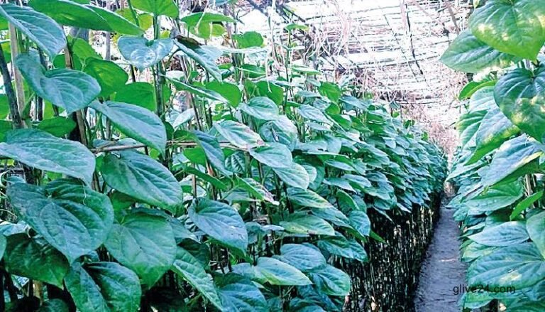 Agriculture of betel leaves stimulates Rajshahi's rural economy