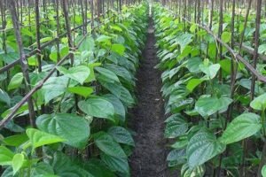 Agriculture of betel leaves stimulates Rajshahi's rural economy 2 Agriculture of betel leaves stimulates Rajshahi's rural economy