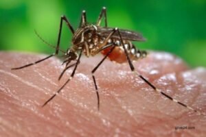 Dengue treatment advances in animal trials
