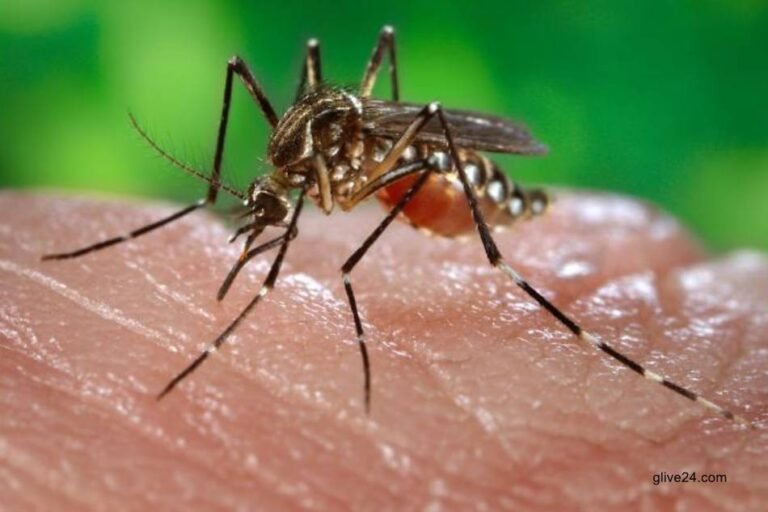 Dengue treatment advances in animal trials 1 Tk 50 fees fixed to test dengue at public hospitals: DGHS
