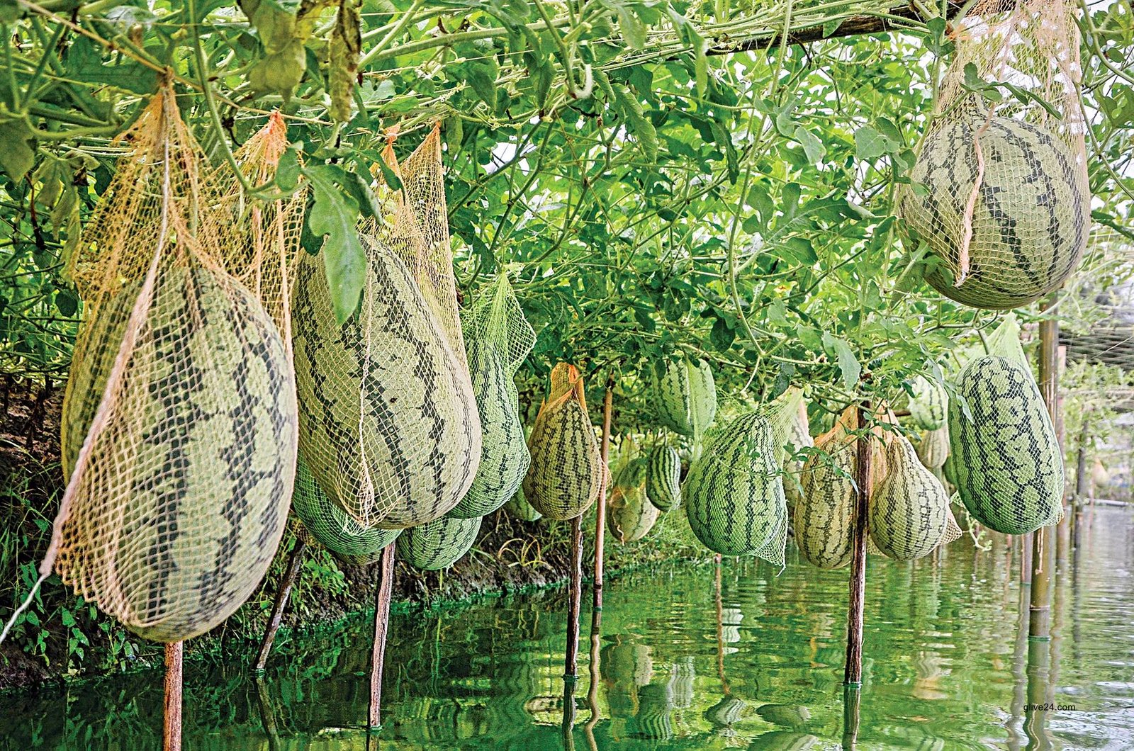 Khulna watermelon growers are happy as a result of a bumper production