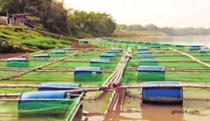 Prospects of cage fish farming in Rajshahi, Chapain'ganj bright