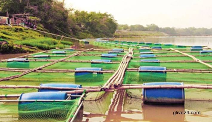 Prospects of cage fish farming in Rajshahi, Chapain'ganj bright