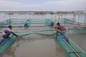 Prospects of cage fish farming in Rajshahi, Chapain'ganj bright