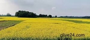 Record 4.34 lakh tonnes mustard seed harvested in Rajshahi division 2 Record 4.34 lakh tonnes mustard seed harvested in Rajshahi division