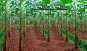 Brisk trading makes banana farmers delighted in Rajshahi