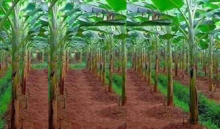 Brisk trading makes banana farmers delighted in Rajshahi