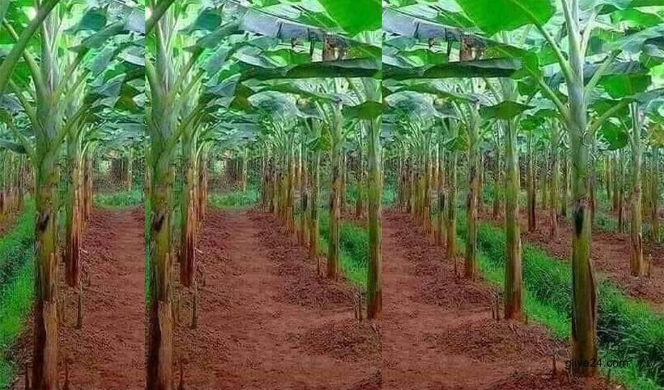 Brisk trading makes banana farmers delighted in Rajshahi