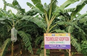 Brisk trading makes banana farmers delighted in Rajshahi