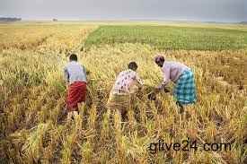 Farmers happy as boro paddy plants 1 Farmers happy as boro paddy plants grow well in Rajshahi