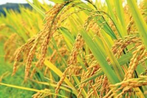 Farmers happy as boro paddy plants grow well in Rajshahi 