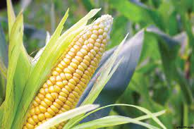 Maize harvest progressing fast in Gaibandha