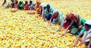 Maize harvest progressing fast in Gaibandha