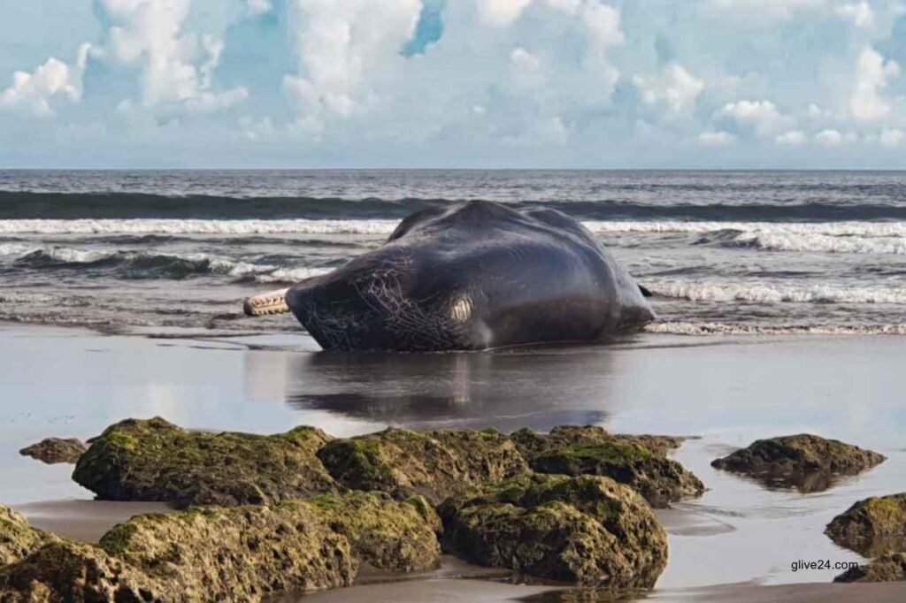 Third massive whale in a month beaches itself, dies in Bali 7 Third massive whale in a month beaches itself dies in Bali 1 Third massive whale in a month beaches itself, dies in Bali