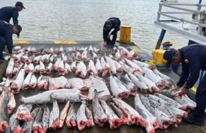 Colombia nabs over 300 tonnes of illegally caught fish in a decade