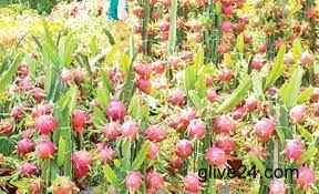 Dragon brings diversification in Rajshahi's fruit farming system 2 Dragon brings diversification in Rajshahi's fruit farming system