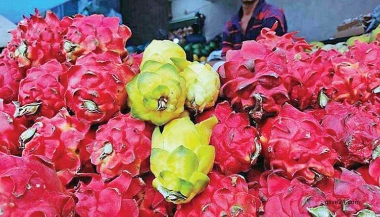 Dragon brings diversification in Rajshahi's fruit farming system