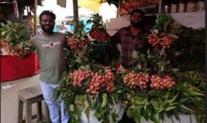 Mango,litchi start appearing in Khulna markets