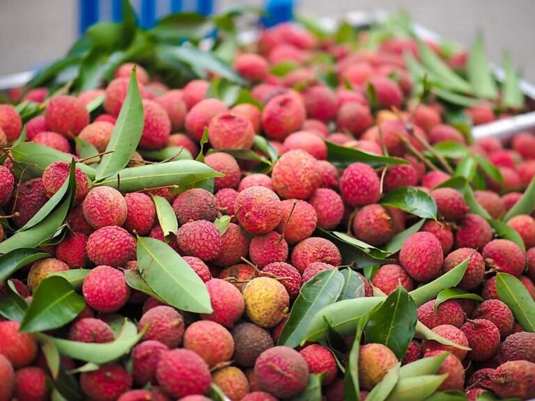 Farmers happy over litchi production in Panchagarh