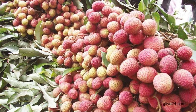 Farmers happy over litchi production in Panchagarh