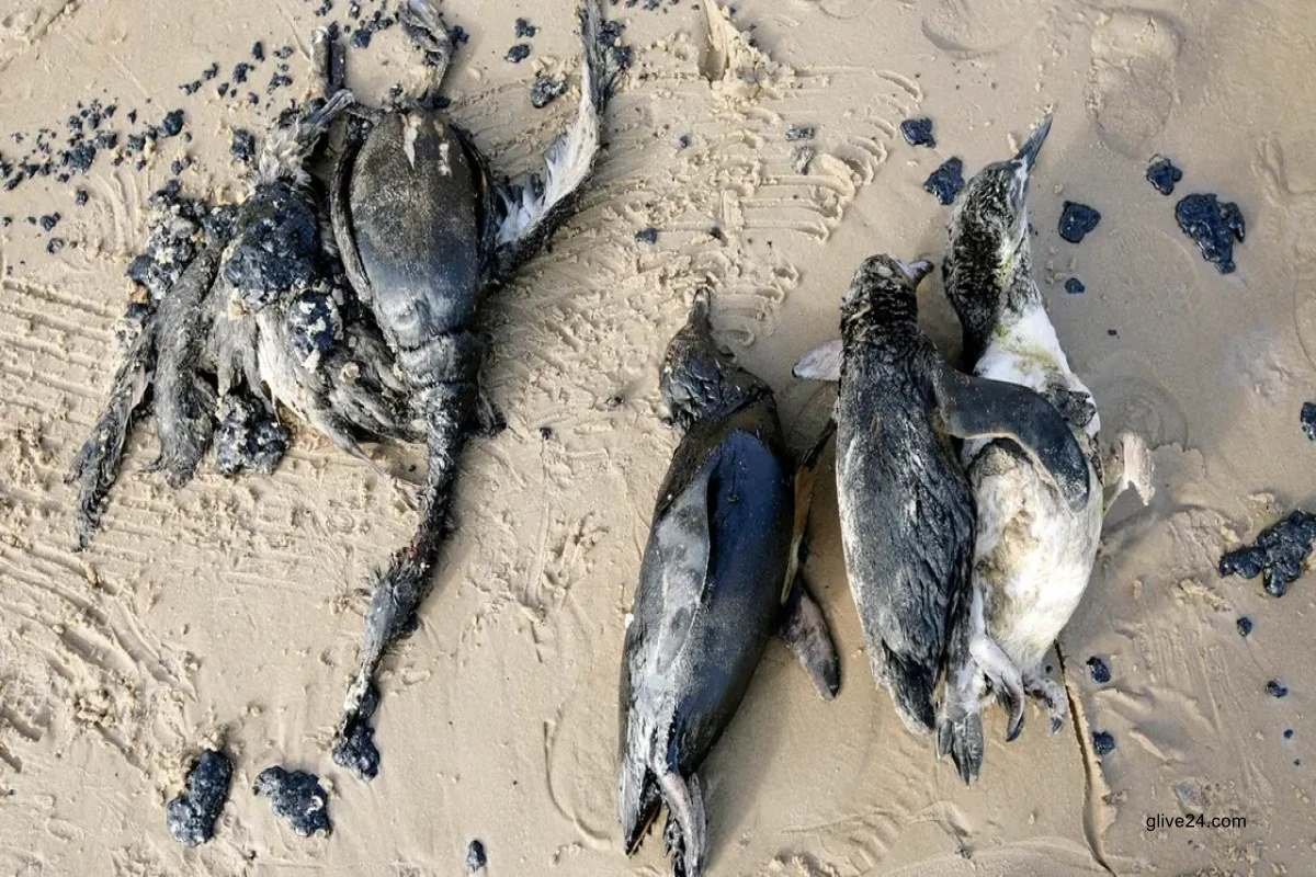 Around 2,000 penguins wash up dead on Uruguay coast
