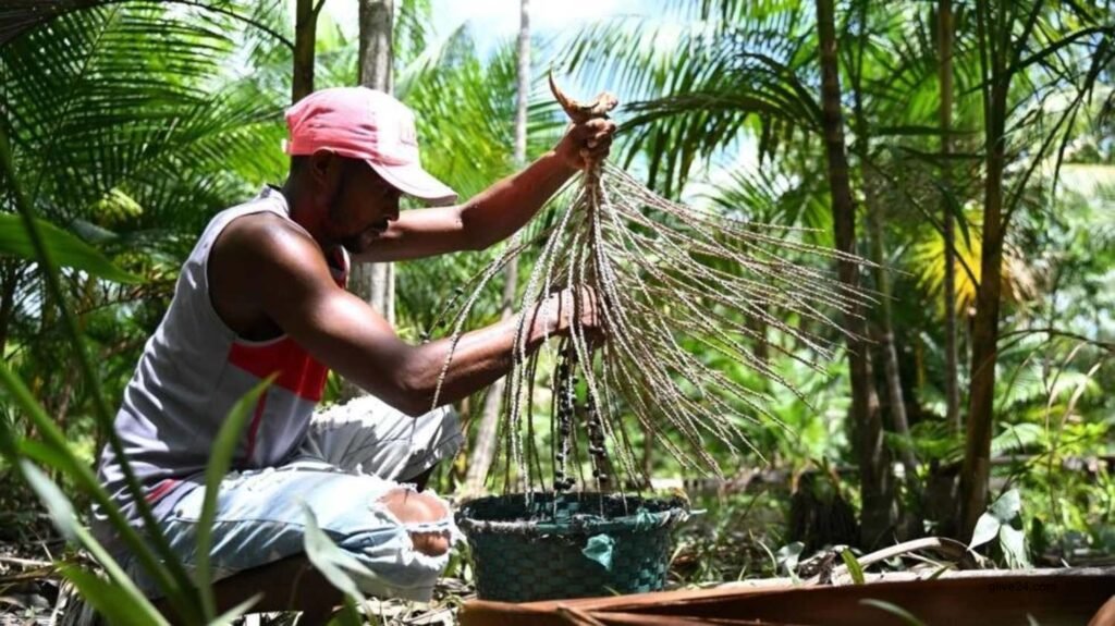 Acai berry craze: boon or threat for the Amazon? Acai berry craze boon or threat for the Amazon 1 Acai berry craze: boon or threat for the Amazon?