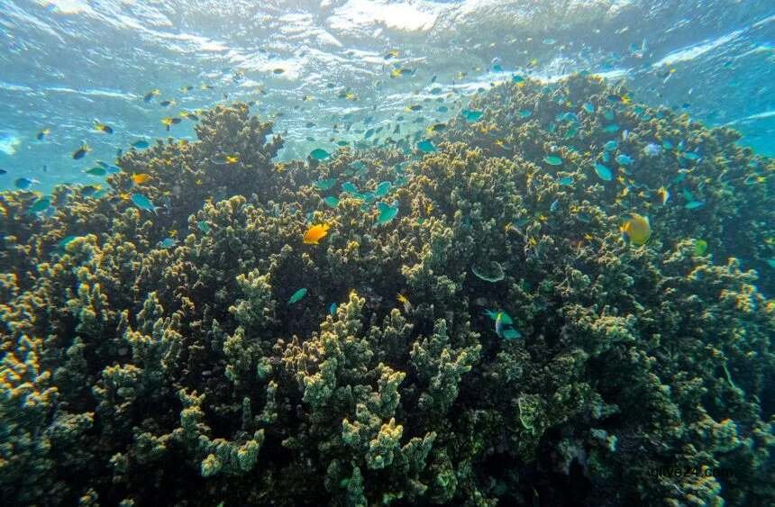 El Nino could imperil Australia's Great Barrier Reef