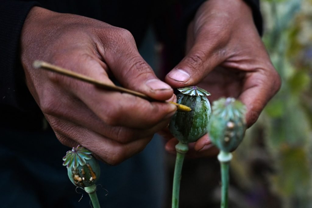 Myanmar junta says ‘facing challenges’ curbing opium boom Myanmar junta says 'facing challenges' curbing opium boom