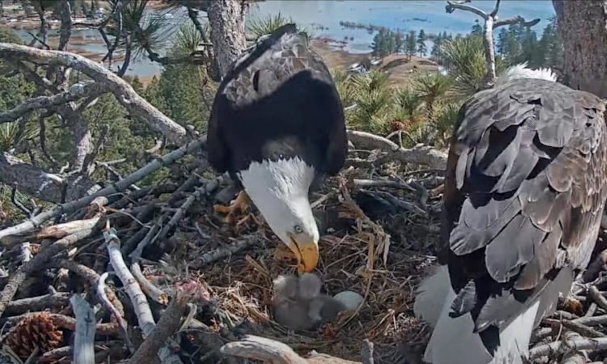 Golden Eagle Soars Again After Rescue in Tunisia