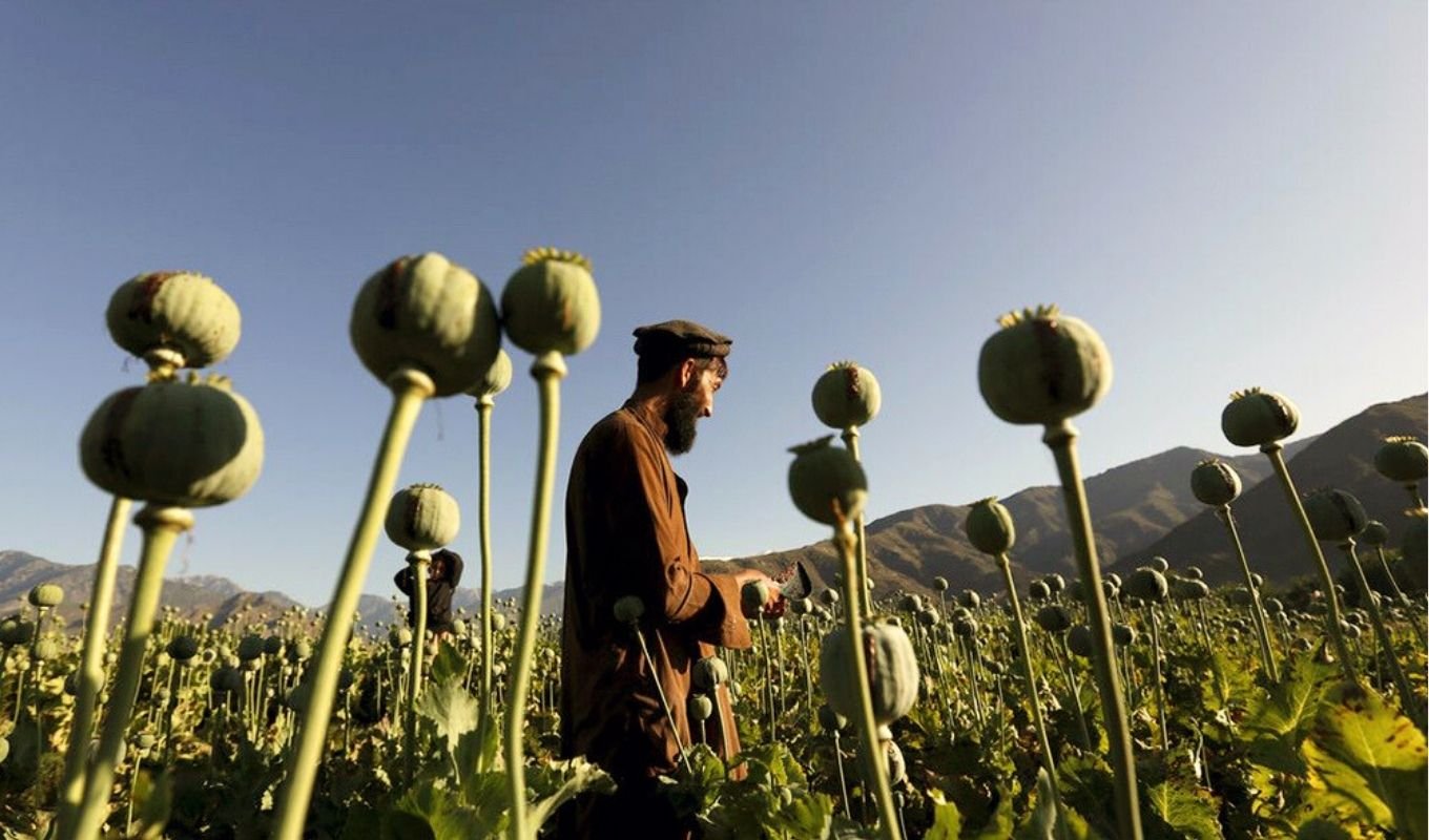 Afghanistan’s Opium Fields Shrink as Synthetic Drug Trade Booms