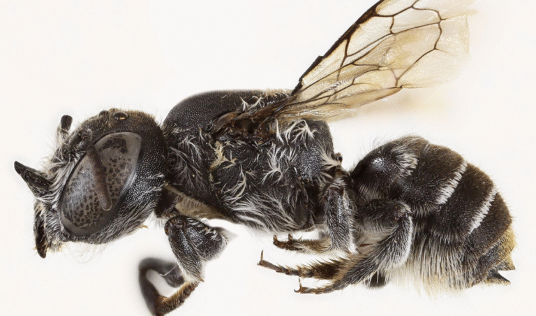 Australia's ‘Lucifer’ Bee A Devilish Discovery with Horns