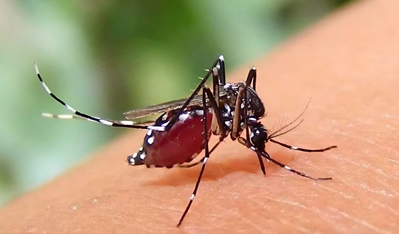 Five More Die from Dengue 636 Hospitalised in a Single Day Five More Die from Dengue; 636 Hospitalised Across the Country in 24 Hours