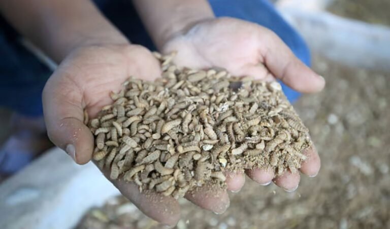 Insect Farming Brings 3 Lakh Monthly Income After YouTube Training Black Soldier Fly Farming Turns Shimul into a Successful Entrepreneur