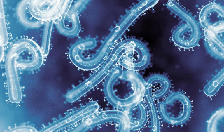 New Panic in Africa Deadly Marburg Virus Spreading in Ethiopia