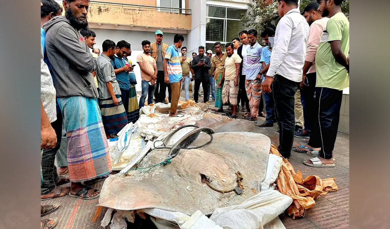 Over Twelve Mounds of Illegal Shaplapata Fish Seized from Dhaka–Baufal Passenger Bus Over Twelve Mounds of Illegal Shaplapata Fish Seized from Dhaka–Baufal Passenger Bus