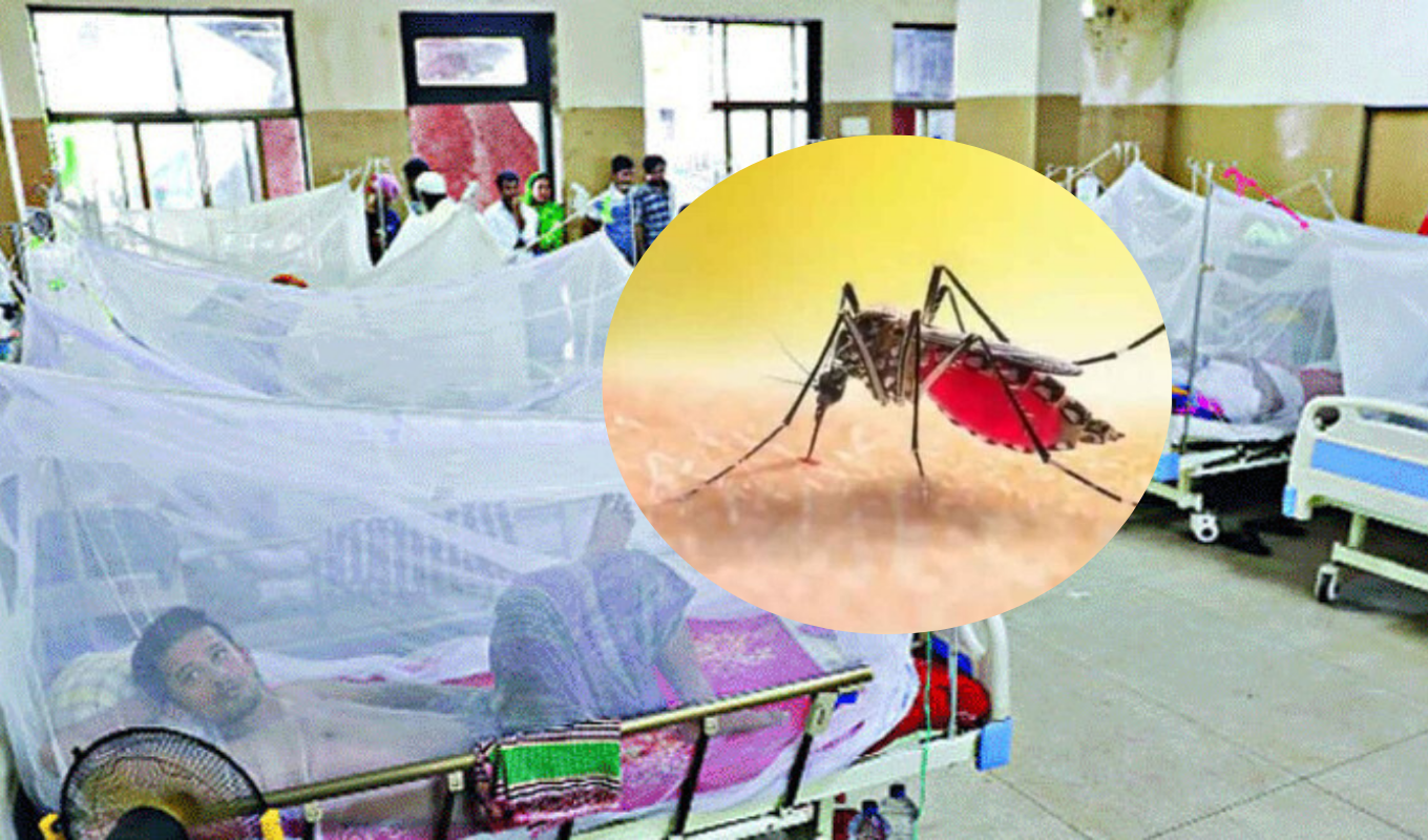 Three More Die of Dengue in 24 Hours, 615 Admitted to Hospital 1 Three More Die of Dengue in 24 Hours 615 Admitted to Hospital Three More Die of Dengue in 24 Hours, 615 Admitted to Hospital