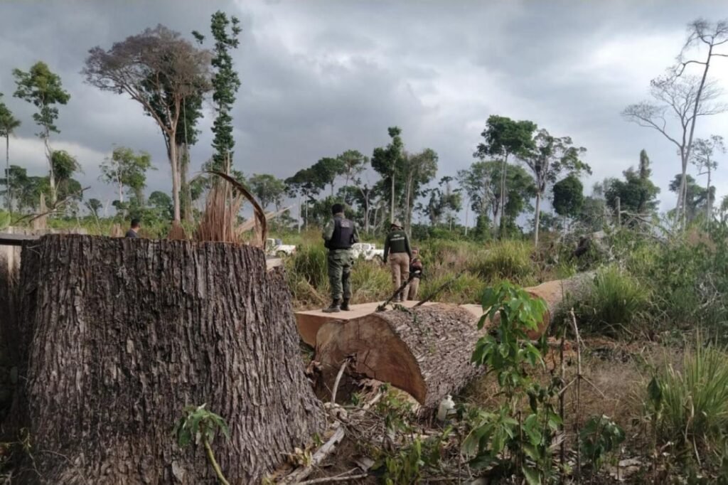 Trees Felled in the Amazon