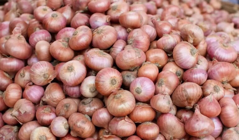 এক সপ্তাহে পেঁয়াজের দাম বেড়েছে ৫০ শতাংশ Sudden Onion Price Hike Sparks Concern in Markets